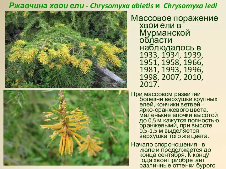 Ржавчина хвои ели - Chrysomyxa abietis и Chrysomyxa ledi Массовое