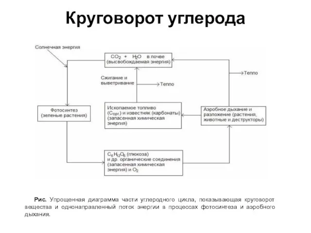 Круговорот углерода Рис. Упрощенная диаграмма части углеродного цикла, показывающая круговорот