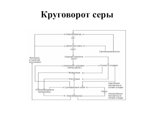 Круговорот серы