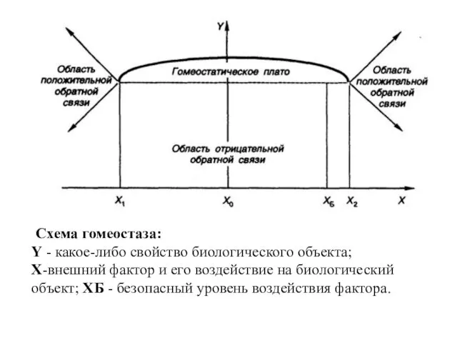 - Схема гомеостаза: Y - какое-либо свойство биологического объекта; X-внешний фактор и его