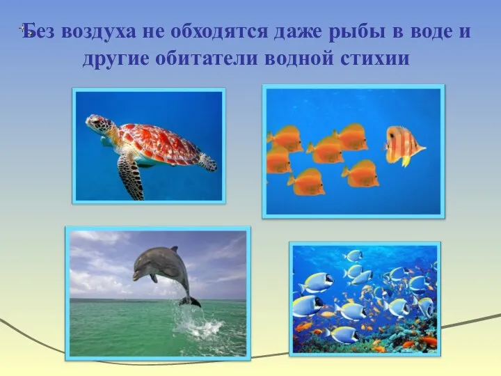 Без воздуха не обходятся даже рыбы в воде и другие обитатели водной стихии