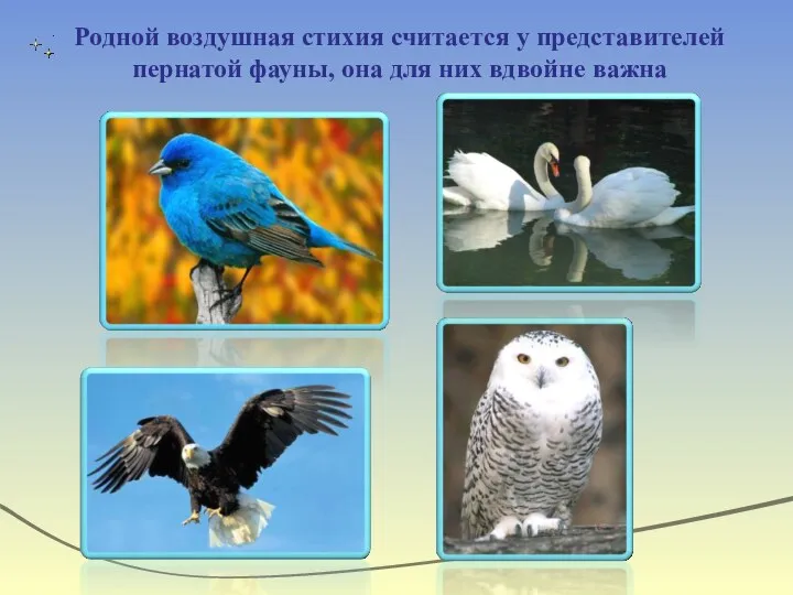 Родной воздушная стихия считается у представителей пернатой фауны, она для них вдвойне важна