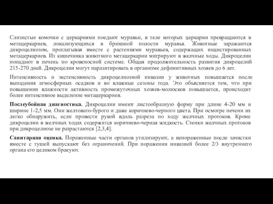 Слизистые комочки с церкариями поедают муравьи, в теле которых церкарии