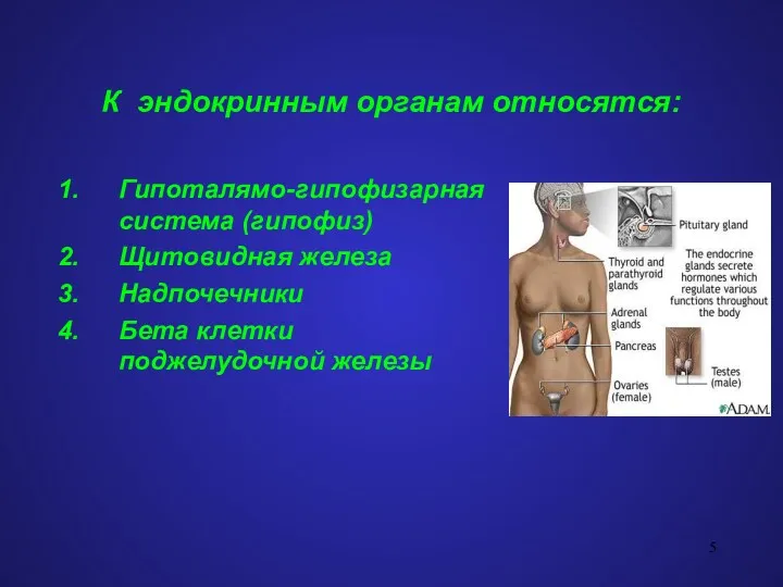 К эндокринным органам относятся: Гипоталямо-гипофизарная система (гипофиз) Щитовидная железа Надпочечники Бета клетки поджелудочной железы