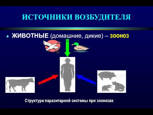 ИСТОЧНИКИ ВОЗБУДИТЕЛЯ ЖИВОТНЫЕ (домашние, дикие) – зооноз Структура паразитарной системы при зоонозах