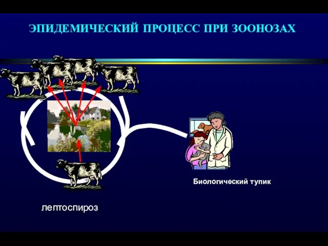 ЭПИДЕМИЧЕСКИЙ ПРОЦЕСС ПРИ ЗООНОЗАХ лептоспироз Биологический тупик