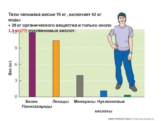 Методы исследования РНК и ДНК. (Лекция 9)