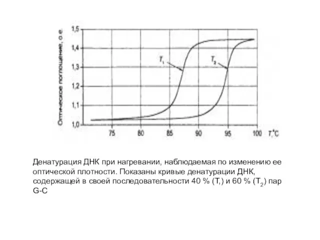 Денатурация ДНК при нагревании, наблюдаемая по изменению ее оптической плотности.