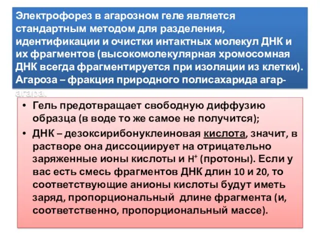 Электрофорез в агарозном геле является стандартным методом для разделения, идентификации