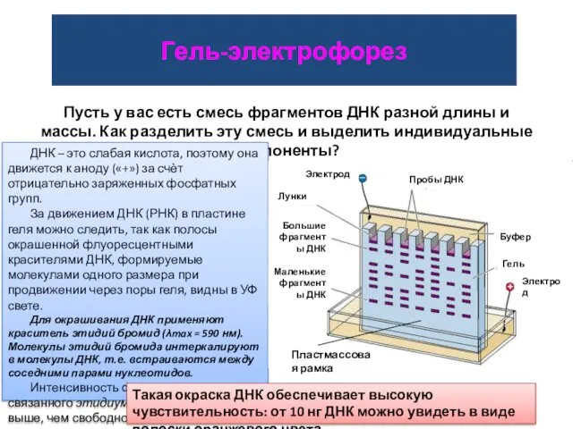 Гель-электрофорез Пусть у вас есть смесь фрагментов ДНК разной длины