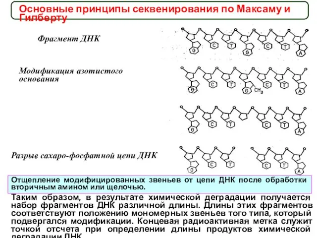 Основные принципы секвенирования по Максаму и Гилберту Фрагмент ДНК Модификация