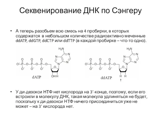 Секвенирование ДНК по Сэнгеру А теперь разобьем всю смесь на