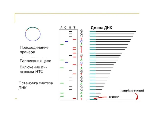 Длина ДНК Присоединение прайера Репликация цепи Включение ди-дезокси-НТФ Остановка синтеза ДНК