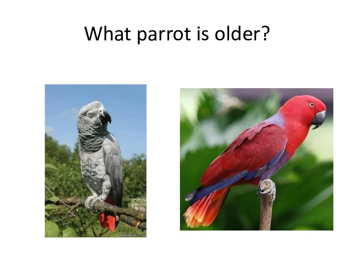 What parrot is older?