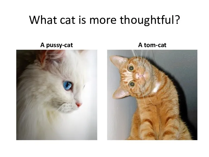 What cat is more thoughtful? A pussy-cat A tom-cat