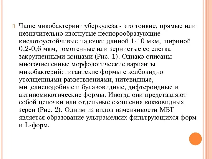 Чаще микобактерии туберкулеза - это тонкие, прямые или незначительно изог­нутые