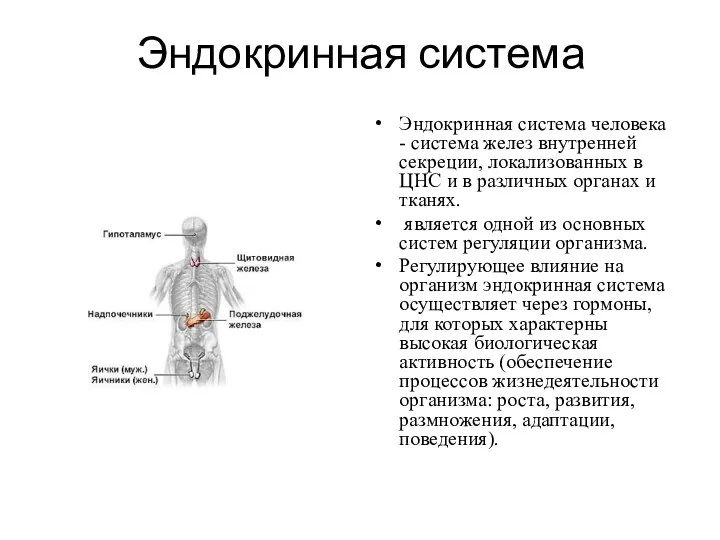 Эндокринная система Эндокринная система человека - система желез внутренней секреции,