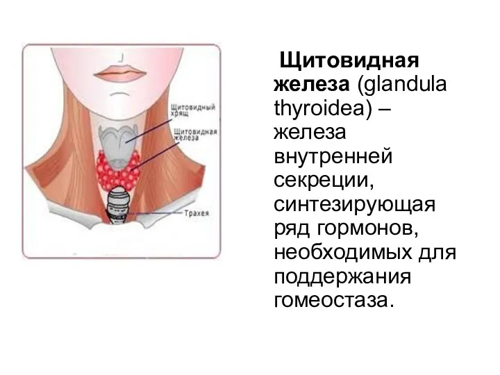 Щитовидная железа (glandula thyroidea) – железа внутренней секреции, синтезирующая ряд гормонов, необходимых для поддержания гомеостаза.