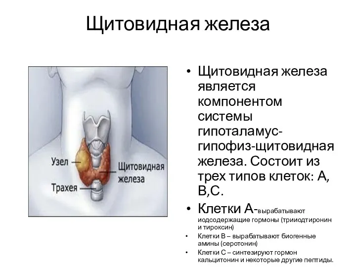 Щитовидная железа Щитовидная железа является компонентом системы гипоталамус-гипофиз-щитовидная железа. Состоит