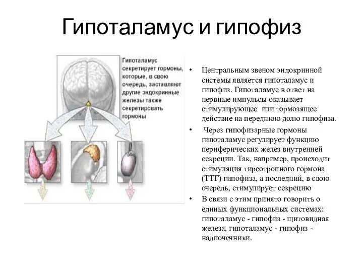 Гипоталамус и гипофиз Центральным звеном эндокринной системы является гипоталамус и