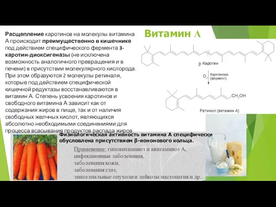 Расщепление каротинов на молекулы витамина А происходит преимущественно в кишечнике