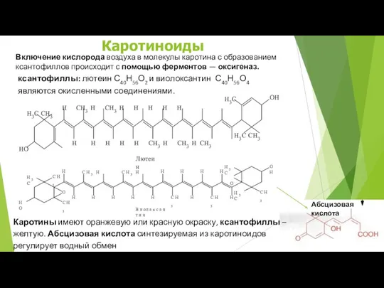 ксантофиллы: лютеин С40Н56О2 и виолоксантин С40Н56О4 являются окисленными соединениями. H3C