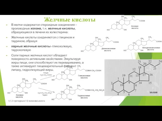 В желчи содержатся стероидные соединения – производные холана, т.н. желчные