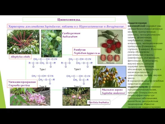 Цианолипиды. Характерны для семейства Sapindaceae, найдены и у Hippocastaneaceae и