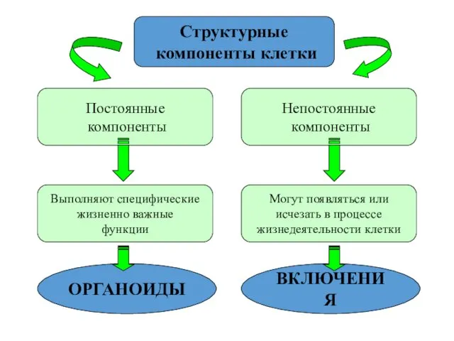 Постоянные компоненты Непостоянные компоненты Структурные компоненты клетки Выполняют специфические жизненно