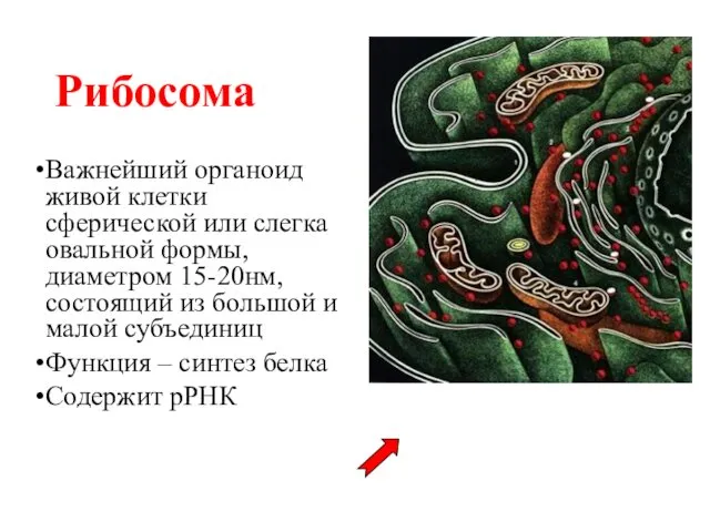 Рибосома Важнейший органоид живой клетки сферической или слегка овальной формы,