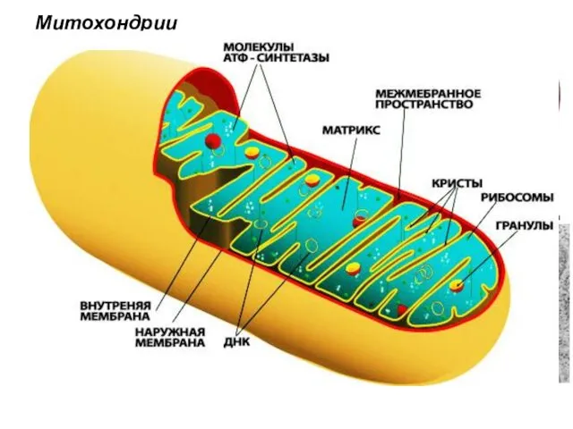 Митохондрии