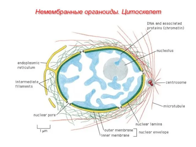 Немембранные органоиды. Цитоскелет