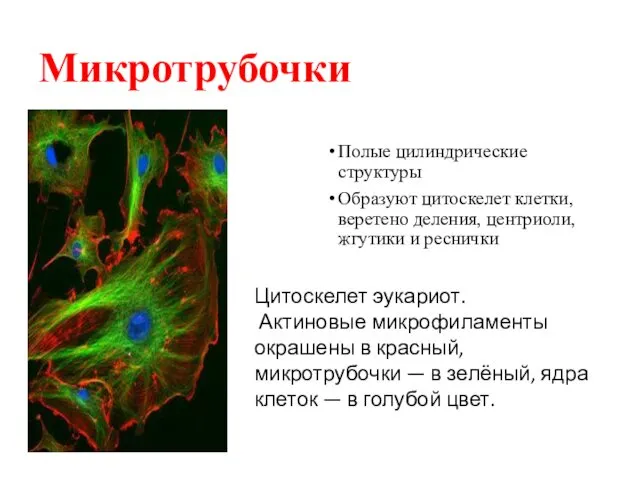 Микротрубочки Полые цилиндрические структуры Образуют цитоскелет клетки, веретено деления, центриоли,