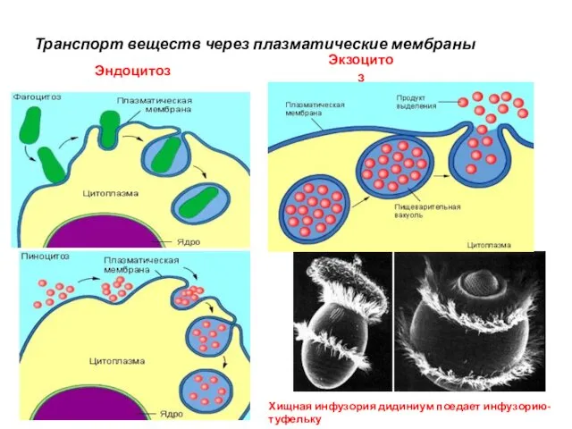 Транспорт веществ через плазматические мембраны Эндоцитоз Хищная инфузория дидиниум поедает инфузорию-туфельку Экзоцитоз