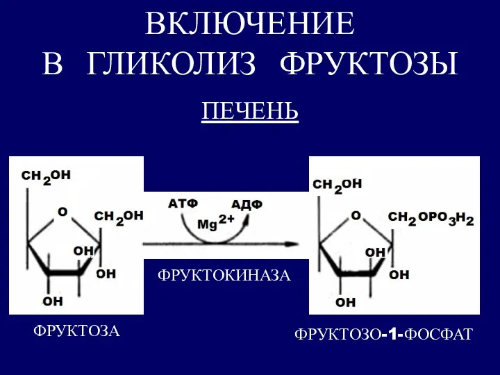 ВКЛЮЧЕНИЕ В ГЛИКОЛИЗ ФРУКТОЗЫ ПЕЧЕНЬ