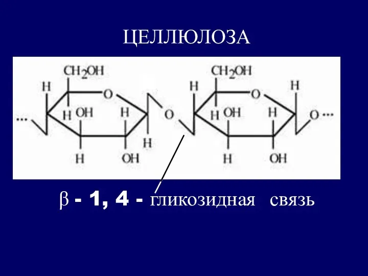 ЦЕЛЛЮЛОЗА β - 1, 4 - гликозидная связь