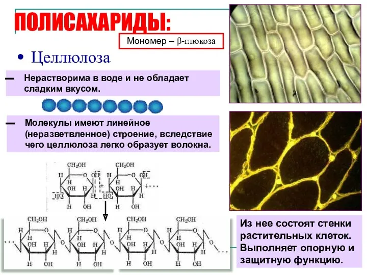 ПОЛИСАХАРИДЫ: Целлюлоза Молекулы имеют линейное (неразветвленное) строение, вследствие чего целлюлоза