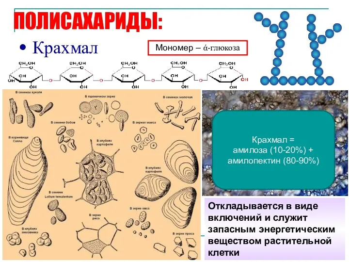 ПОЛИСАХАРИДЫ: Крахмал Откладывается в виде включений и служит запасным энергетическим