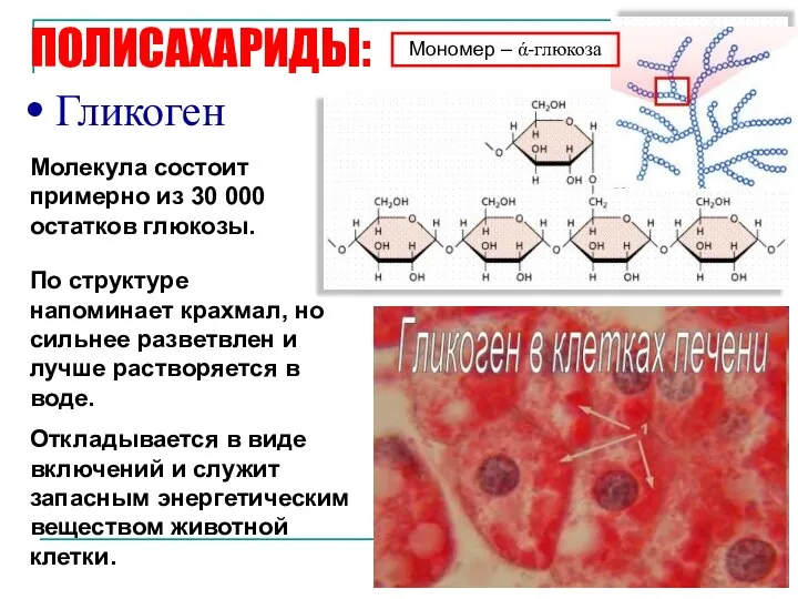 ПОЛИСАХАРИДЫ: Гликоген Молекула состоит примерно из 30 000 остатков глюкозы.