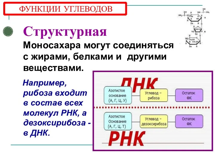 Структурная Моносахара могут соединяться с жирами, белками и другими веществами.