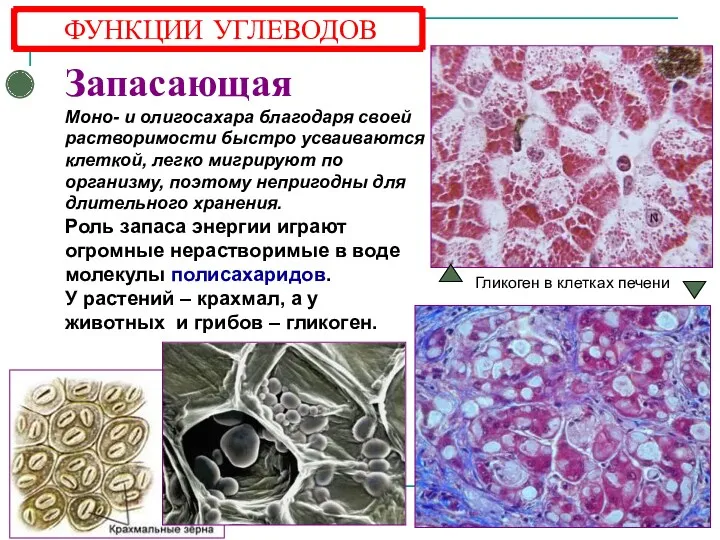 Запасающая Моно- и олигосахара благодаря своей растворимости быстро усваиваются клеткой,