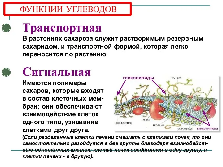 Транспортная В растениях сахароза служит растворимым резервным сахаридом, и транспортной