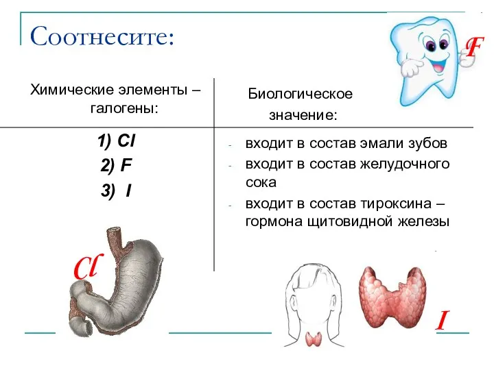 Соотнесите: Химические элементы – галогены: 1) Cl 2) F 3)