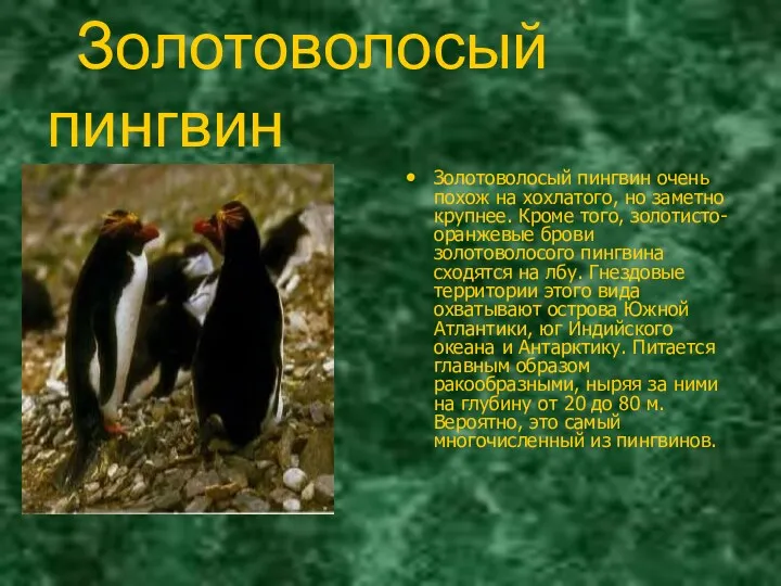 Золотоволосый пингвин Золотоволосый пингвин очень похож на хохлатого, но заметно