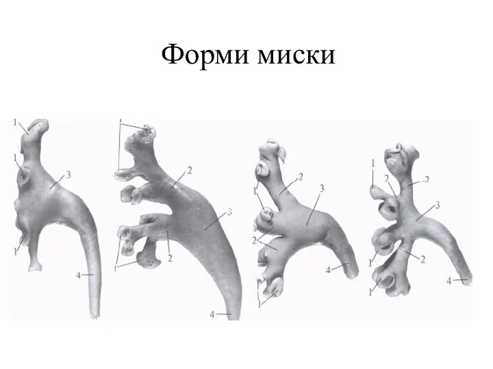 Форми миски