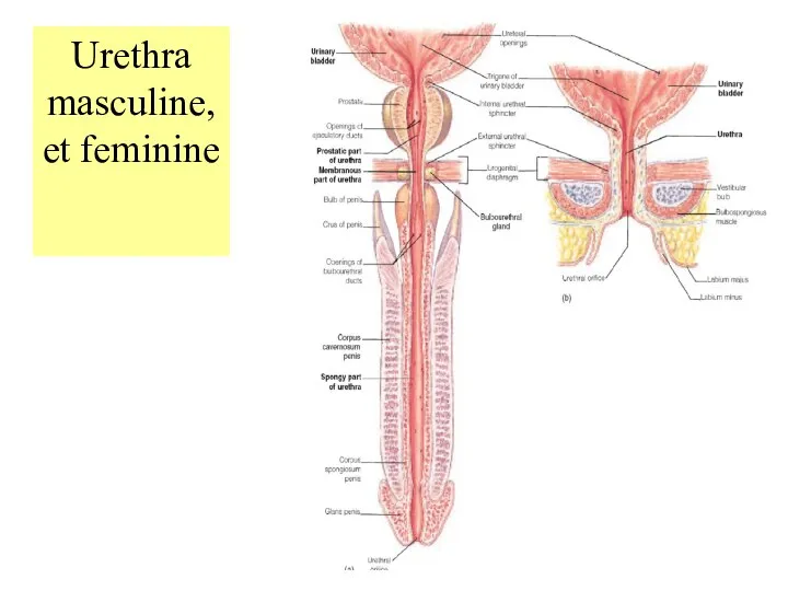 Urethra masculine, et feminine