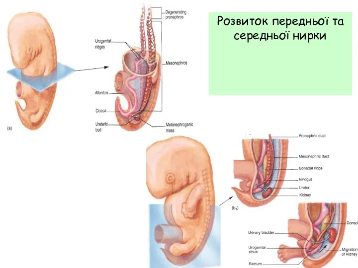 Розвиток передньої та середньої нирки