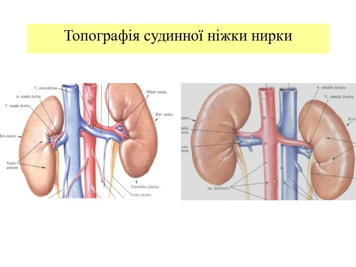Топографія судинної ніжки нирки