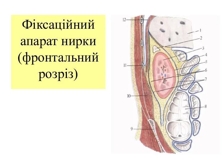 Фіксаційний апарат нирки (фронтальний розріз)