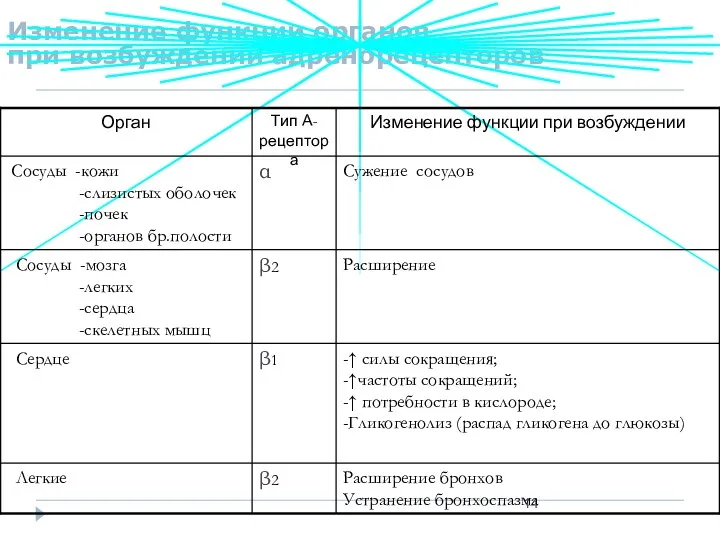 Изменение функции органов при возбуждении адренорецепторов Расширение бронхов Устранение бронхоспазма